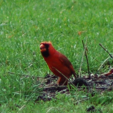 male Northern Cardinal speaking
