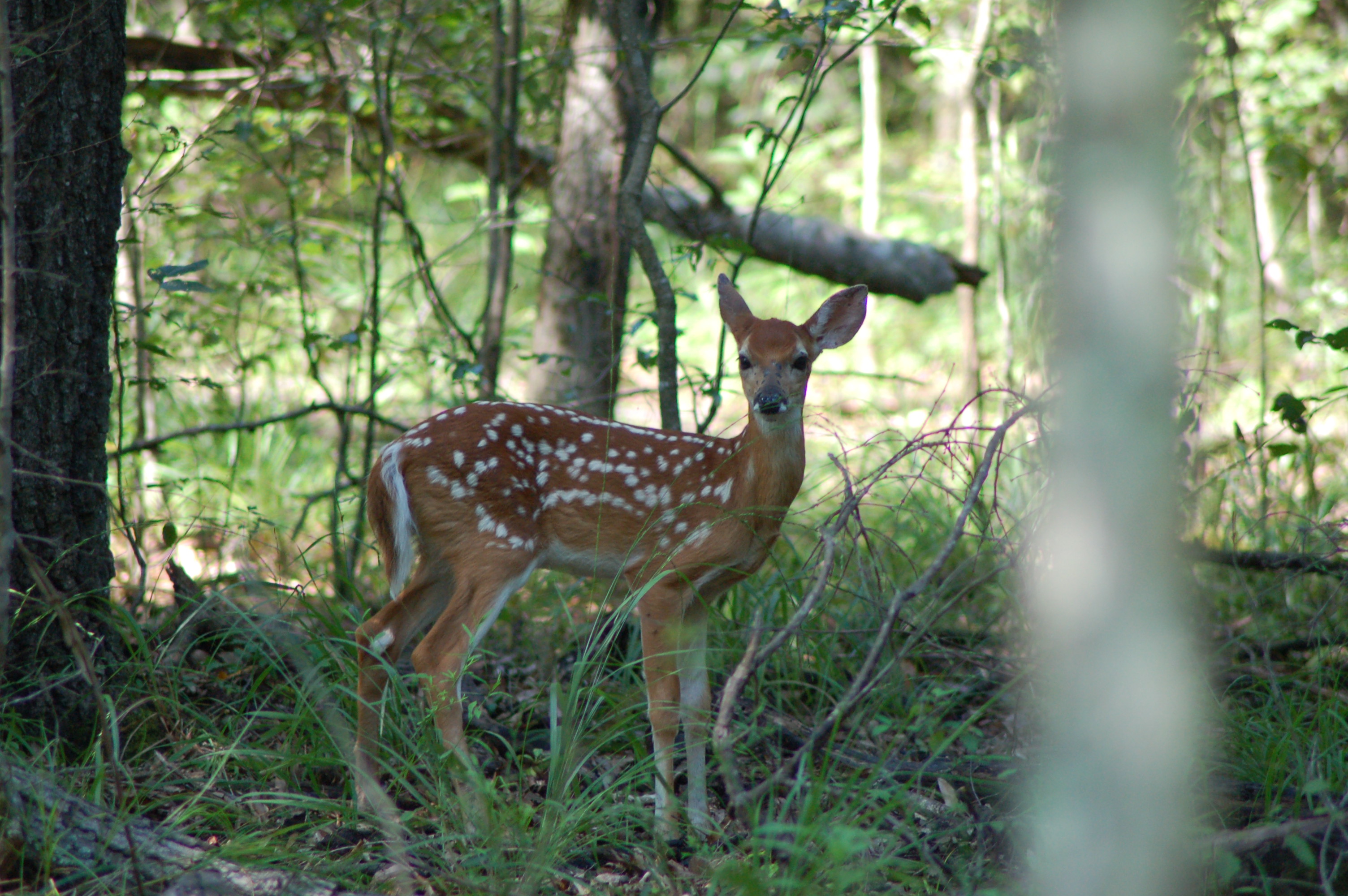 fawn at Little River