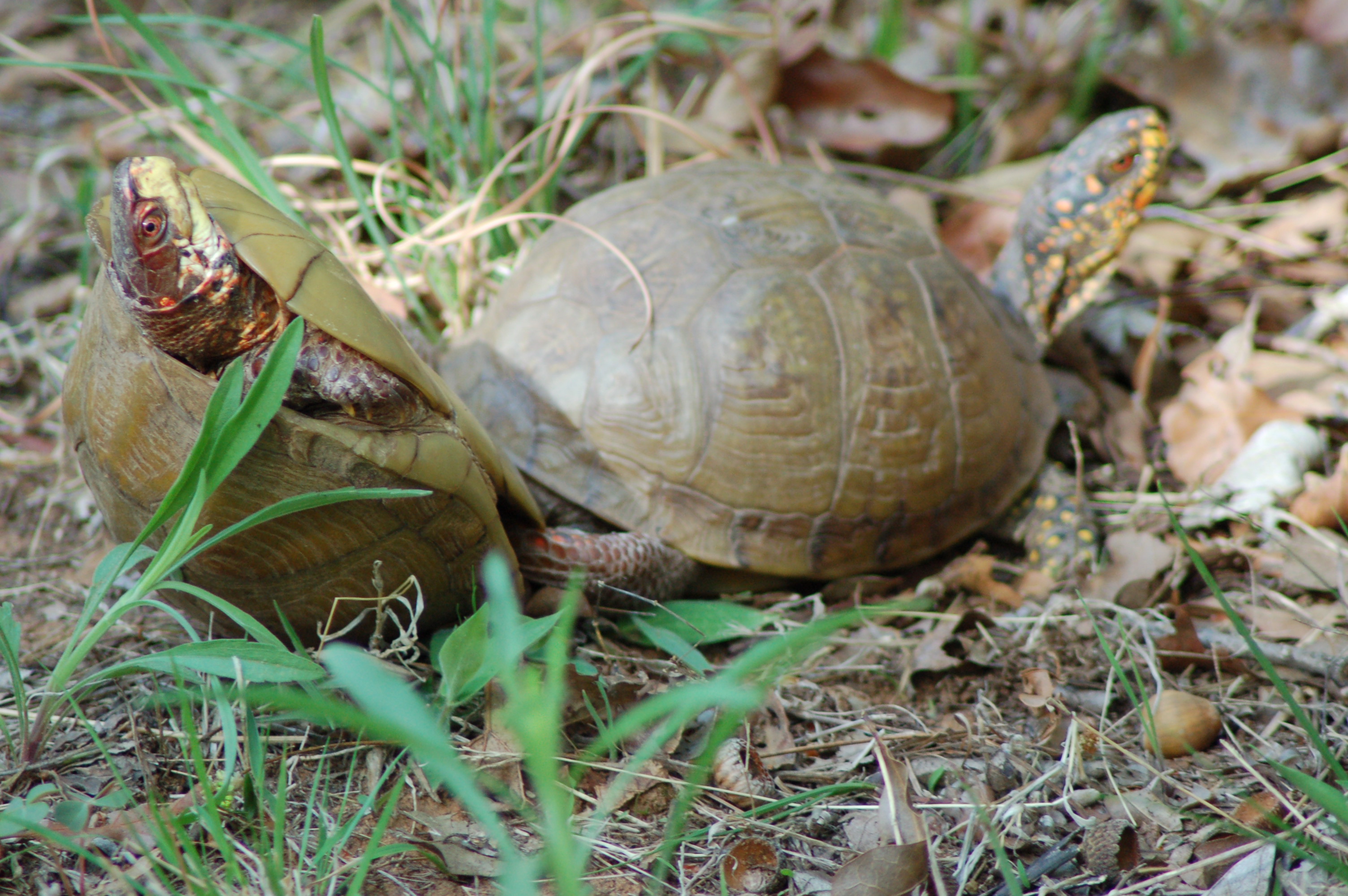 mating box turtles